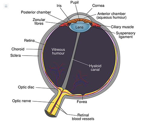 A diagram of eye eye with labelled parts.