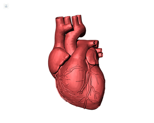3D diagram of the human heart. The mitral valve divides the flow of blood from the left atrium to the left ventricle.