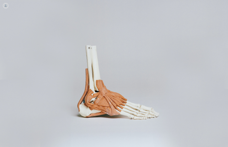 Anatomical model of the foot and ankle.