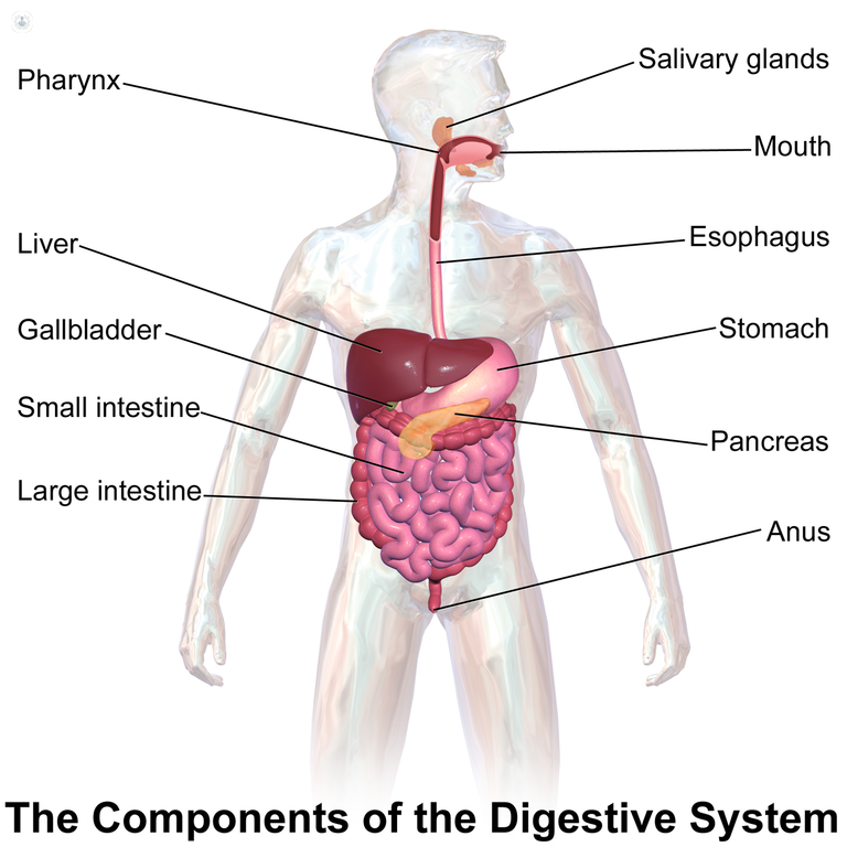 Diagram of the digestive system, which can be affected by the digestive system