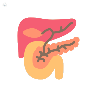 Illustration of a pancreas which plays a part in insulin control, a major part of type 1 diabetes treatment.  
