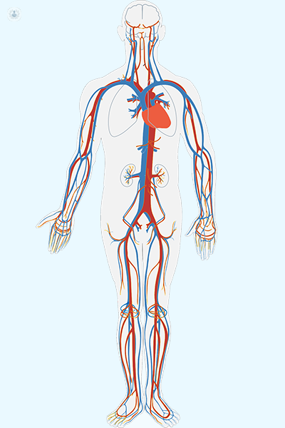 A digital image of the human body and circulation of blood flow