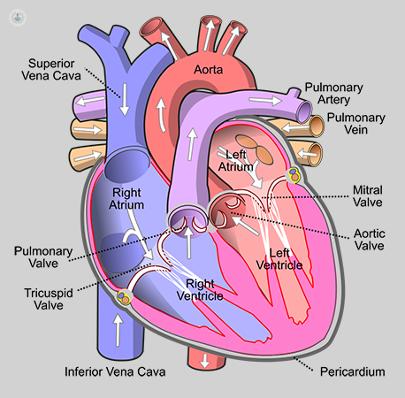 What Does No Significant Valvular Disease Mean
