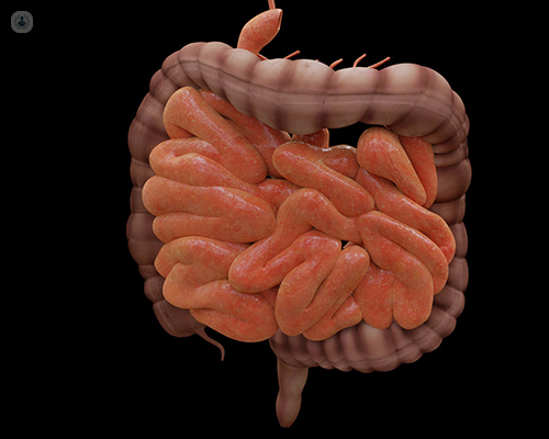 A digital image of the digestive system from start to finish.