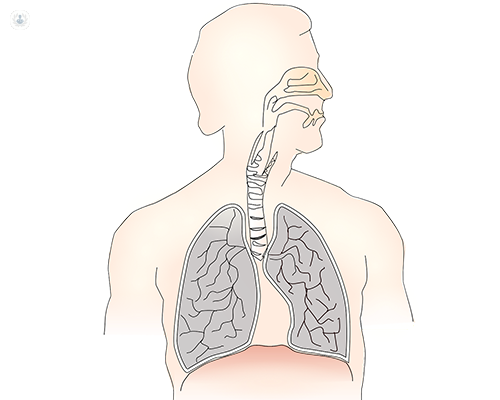 A digital image of the respiratory system, which can be affected by chronic obstructive disease (COPD)