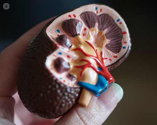 A 3D diagram that shows the interior of a kidney